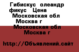 Гибискус, олеандр, фикус › Цена ­ 1 500 - Московская обл., Москва г.  »    . Московская обл.,Москва г.